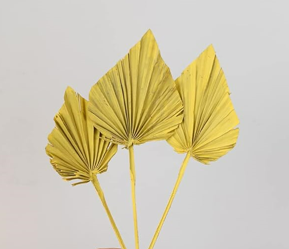 PALM SPEAR-YELLOW COLOUR